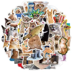 10/30/65pcs Funny Cute Cat Meme Stickers Kid Toy Scrapbook Notebook Motorcycle Laptop Car Phone Guitar Waterproof Sticker Decals