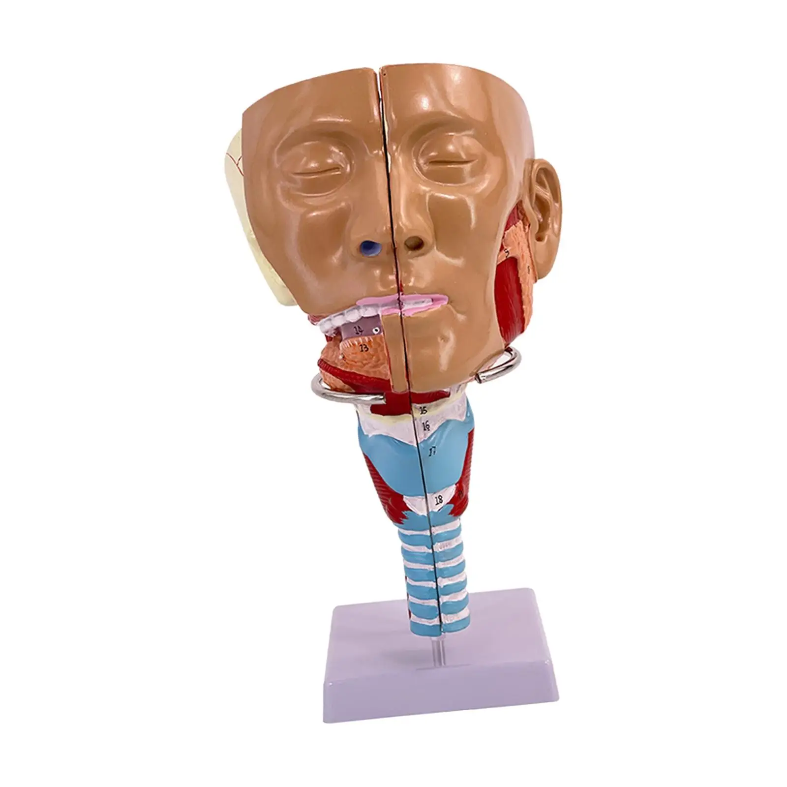 Neusholte Keel Anatomie Model Stevig Menselijk Anatomisch Farynx Larynx Model
