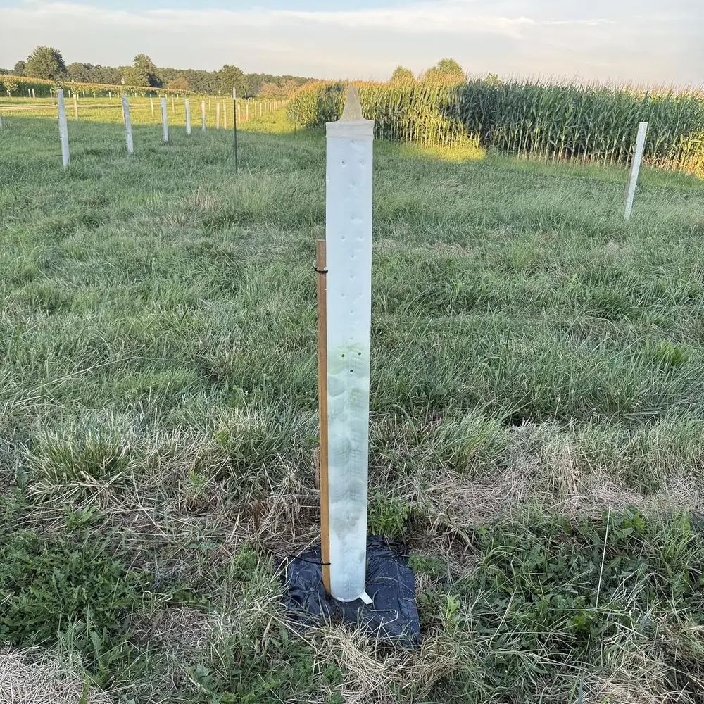 

60 тепличных трубок для чудо-дерева — защита оленя и быстрый рост