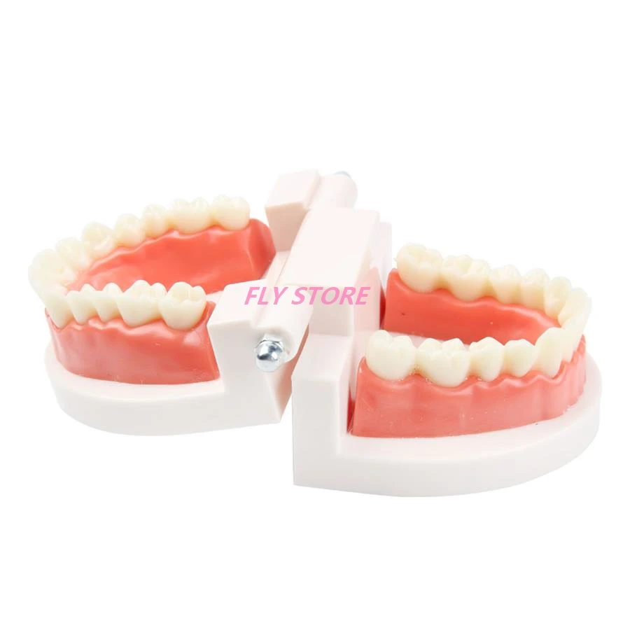 

1pc Dental Teeth Model Teaching Study Demonstration Tool Model Standard Dentist Student Model for Teaching