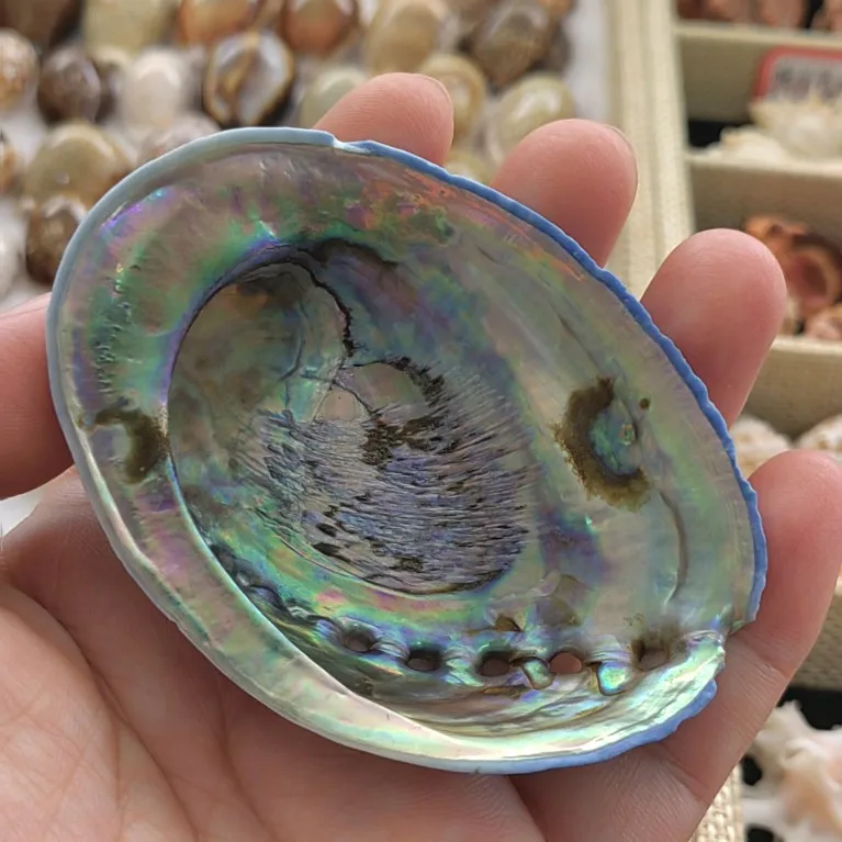 New Zealand Abalone Natural Shell Specimen Fish Tank Decoration Collection Ornament Beach Decorations for Home Abalone Shell 8CM