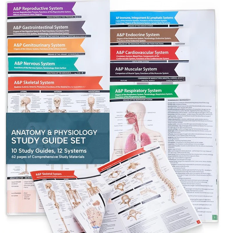 Anatomy & Physiology Study Guides - Set Of 10 Human Anatomy Guides For Nursing Students Medical Professions