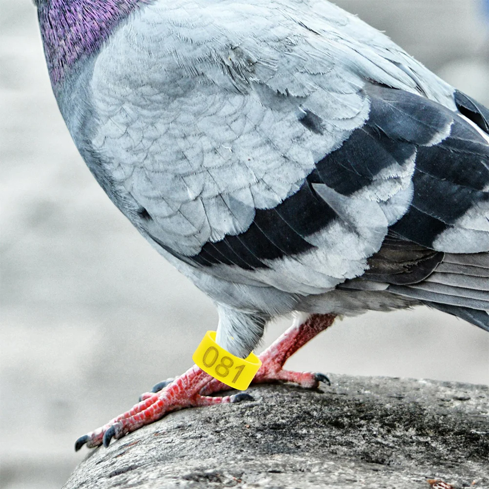 100Pcs Colorful Pigeon Foot Rings Numbered Identification Leg Bands Leg Bands for Poultry Parakeet Canary Bird