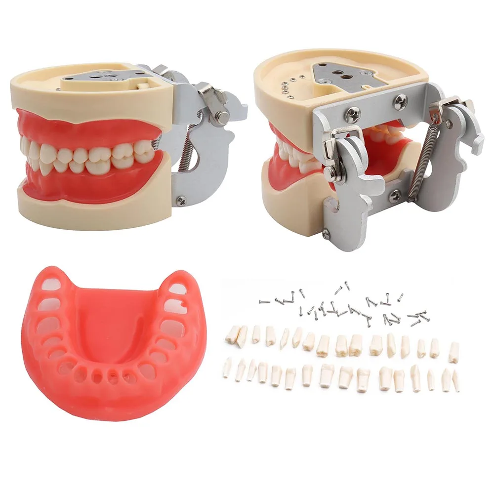 Frasaco AZ-3 32 szt. Zestaw zębów do modelu dentystycznego Model zębów nauczanie zębów dentystycznych Model zęba standardowa demonstracja zębów