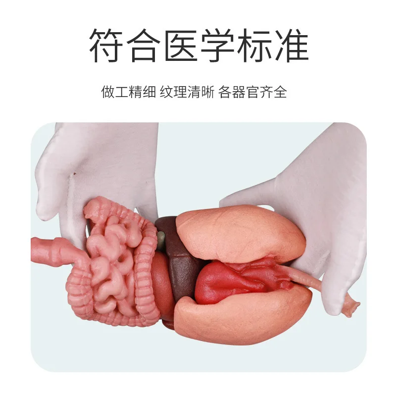 

Небольшая модель человеческих органов, сердца, печени, селезенки, легких, почек, желудочно-кишечного тракта, внутренних органов и вискоры.