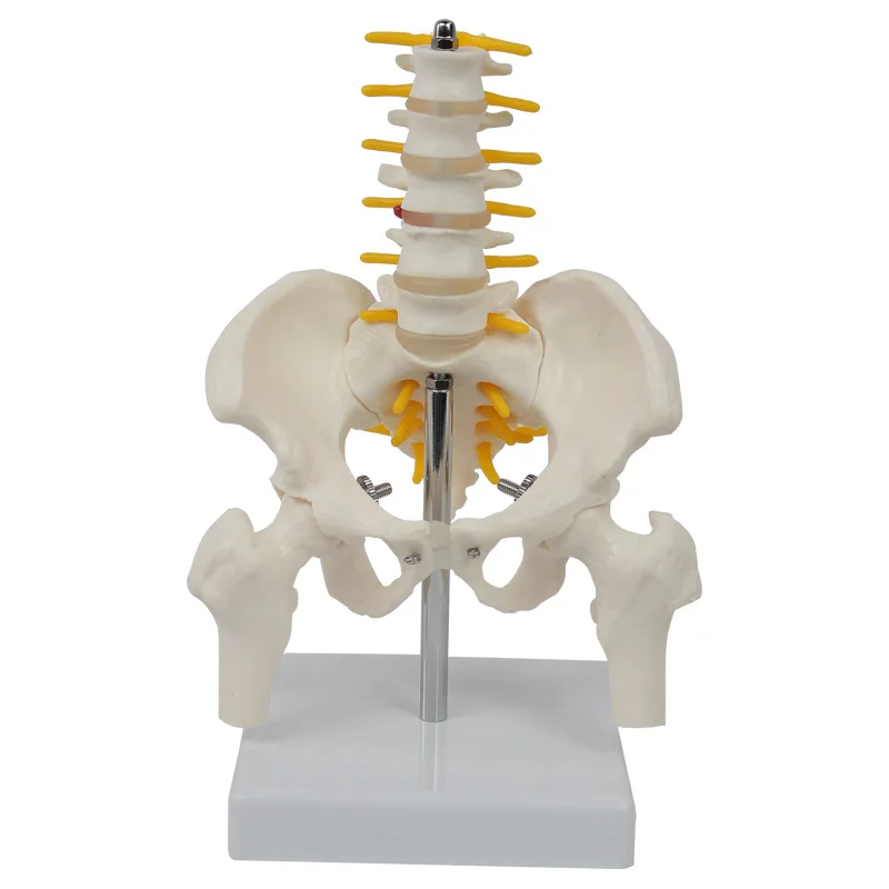 Mini Human Pelvic With Five Lumbar Vertebrae and Femur  Spinal Column Spine Model Skeleton Anatomy Educational Equipment