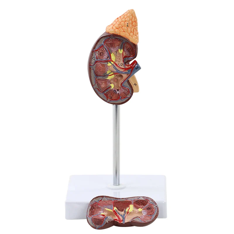 

Human Healthy Kidney Adrenal Gland Anatomy Model Medical Science Teaching Resources Dropshipping