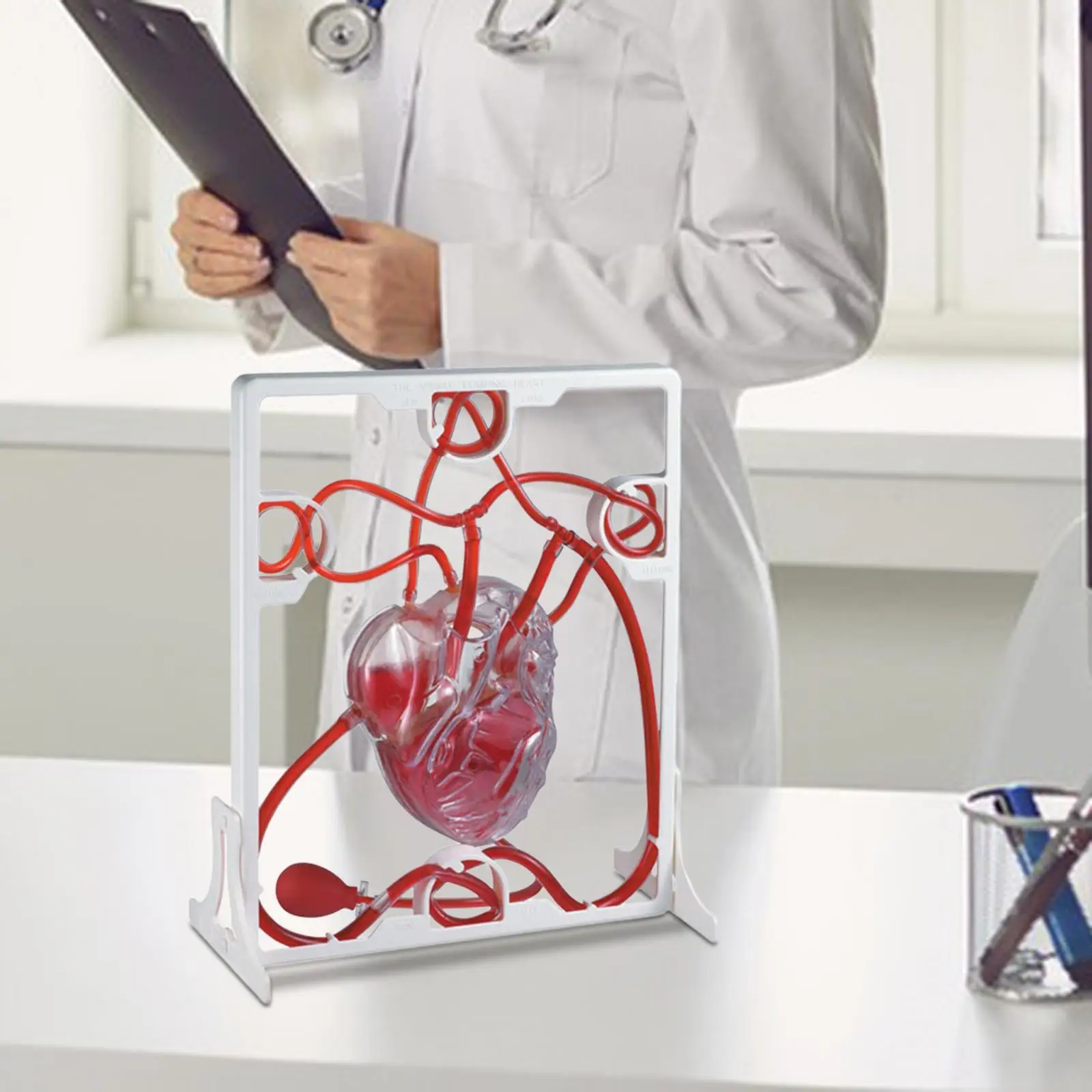 

Heart Circulation Model Simulation Science Education for Students Classroom