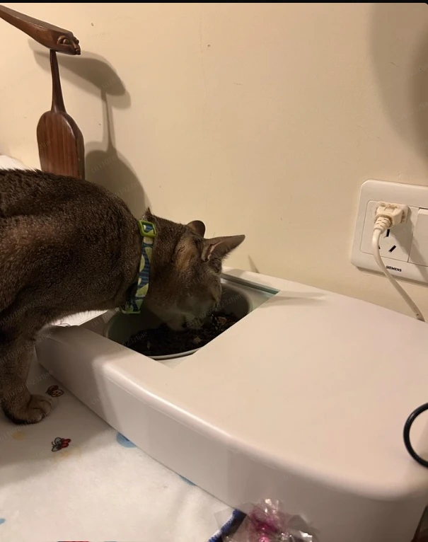Jmz-Automatic Feeder Induction，Switch Cover Wet Food Preservation Pet Cat Bowl.,Intelligent Chip Identification Induction Timing