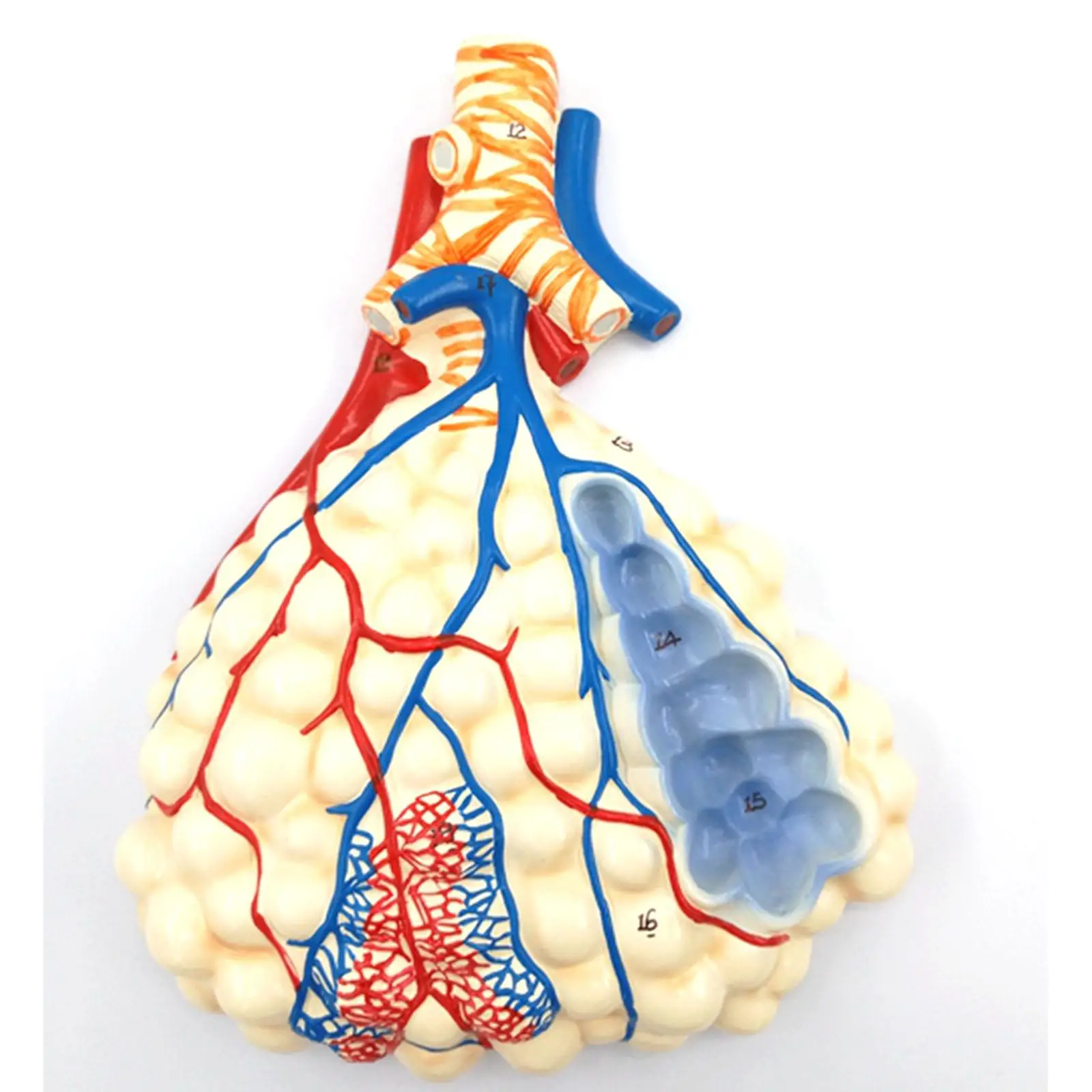 Human Relief Model of Respiratory System With Pulmonary Alveoli Anatomical Medical