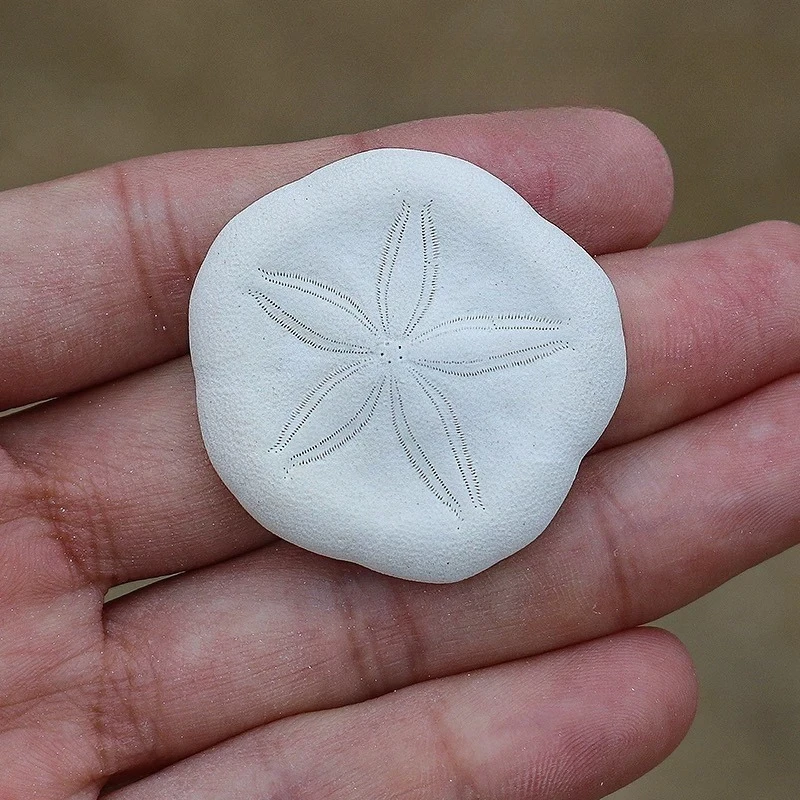New 6pcs Shaqian Sea Urchin Collection Home Creative Ornaments Conch Shell 3-4cm Sea Urchin Shell Fish Tank Ornaments