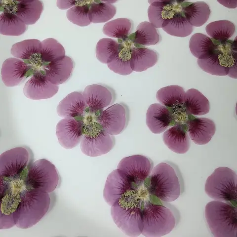 60pcs Pressed Dried Natural Hibiscus Flower Plant Herbarium For Jewelry Bookmark Phone Case Invitation Card Scrapbook DIY