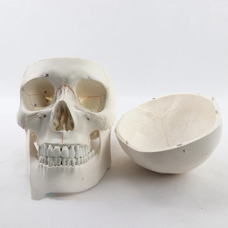 Tête d'Anatomie de Crâne Humain en 3 Parties, Modèle d'Enseignement Médical, Taille Réelle, avec PerfecCap, Mâchoire Mobile, Modules Pehonneur à la Main