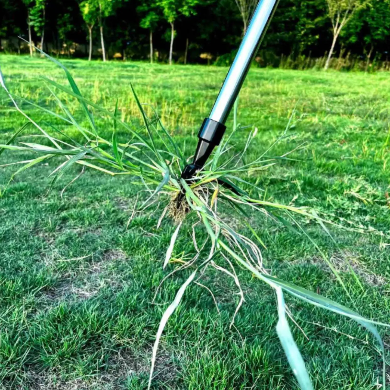 Upright Plant Puller All Steel 4-Prong Underground Remover Upright Weeder Robust Duty Long Handle Plant Puller Multi-Functional