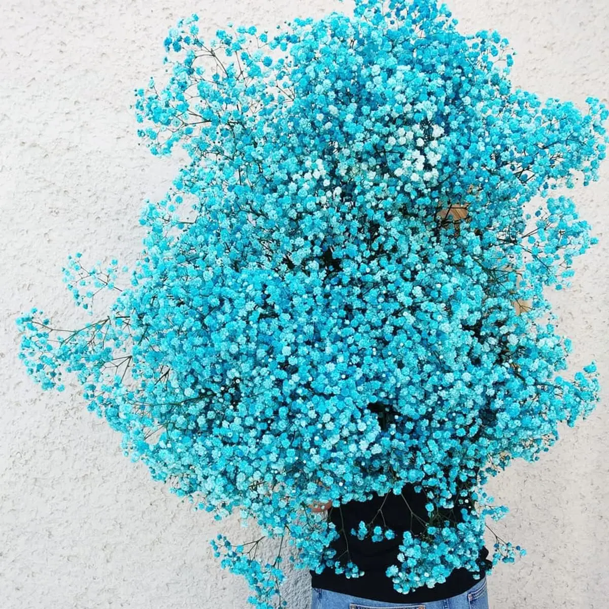 Blue Dried Baby's Breath Bouquet,Over 2000 Flowers - Perfect for Home Decor, Weddings, DIY Floral Projects, and Christmas Decor