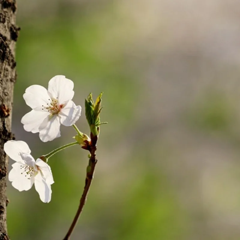 

4 шт., алюминиевый обод с ЧПУ 2,2 для 1/10 RC гусеничного автомобиля, осевой SCX10 RR10 Wraith TRX4 TRX-6