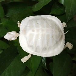 Natural Tortoise Skeleton, Complete Real Animal Bone, Taxidermy Specimen Collection Science Education Collectibles Special Gifts