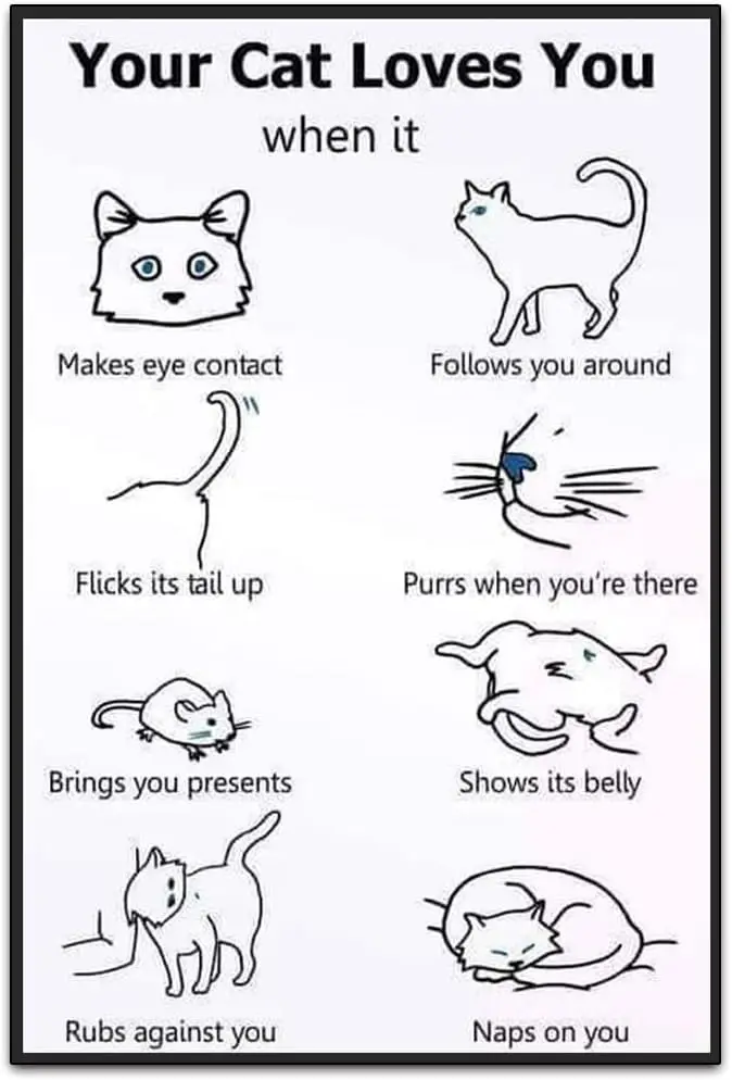 

You Cat Love You When It-смешное Ретро классическое художественное украшение для стен-гаражные металлические знаки-оригинальный винтажный дизайн Tin