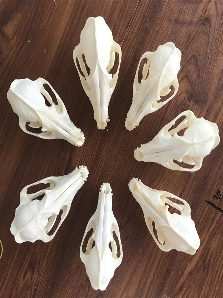 Skull Decoration for Home, Specimen Collectibles Study Special Gifts,Taxidermy Real Bone True Fox Skull Bones Real for Craft