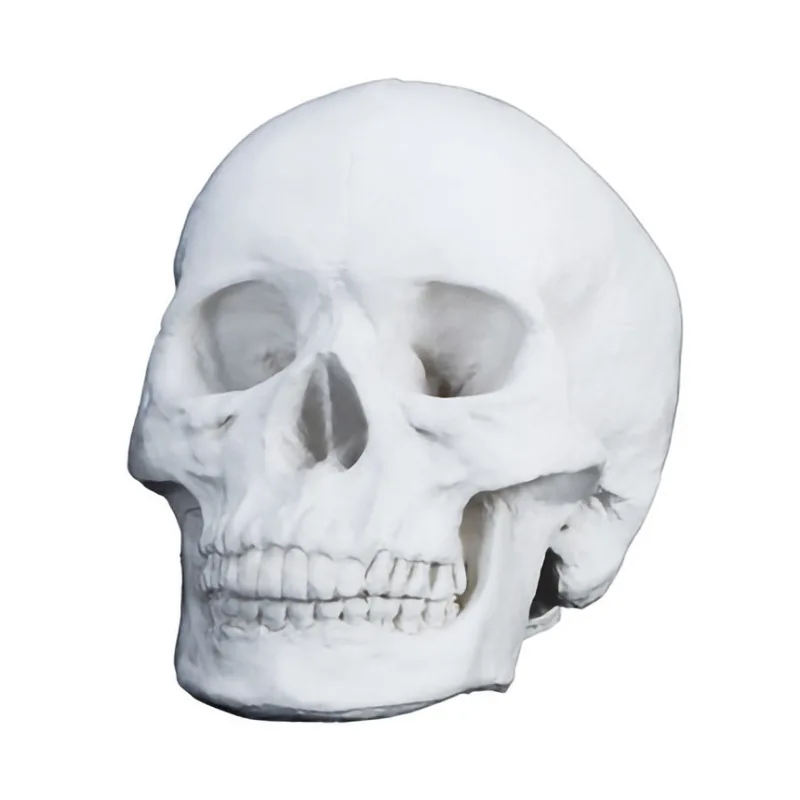 

Gypsum Skull Skull Model Gypsum Teaching Aids Geometry Gypsum Statue Student Sketch Still Life