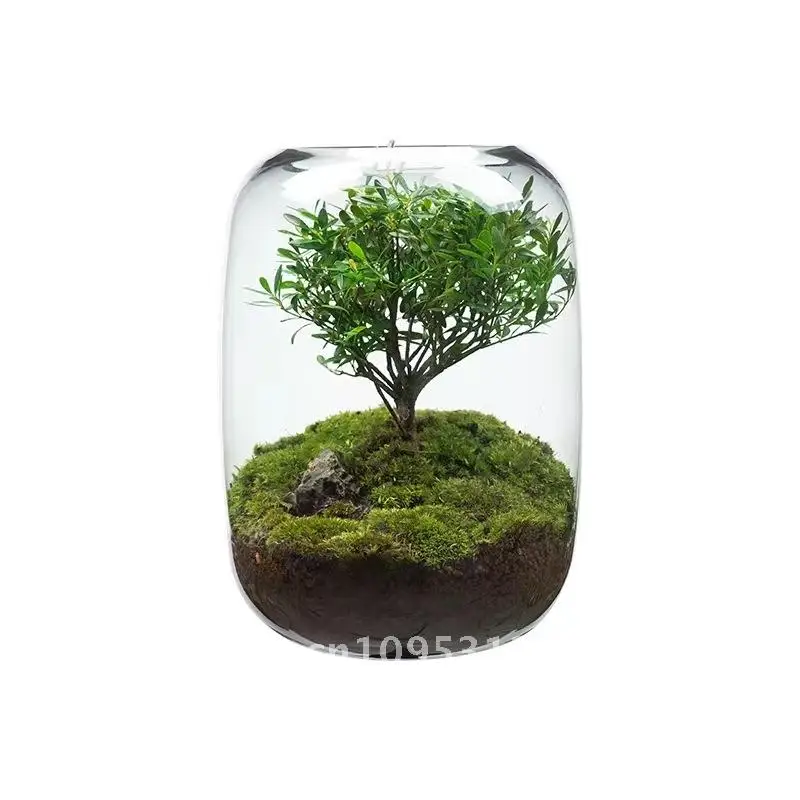 

Creative Glass Vase Micro Landscape Bonsai Tree of Life Office Desktop Decoration Minimalist Ecological Bottle Moss Ornament