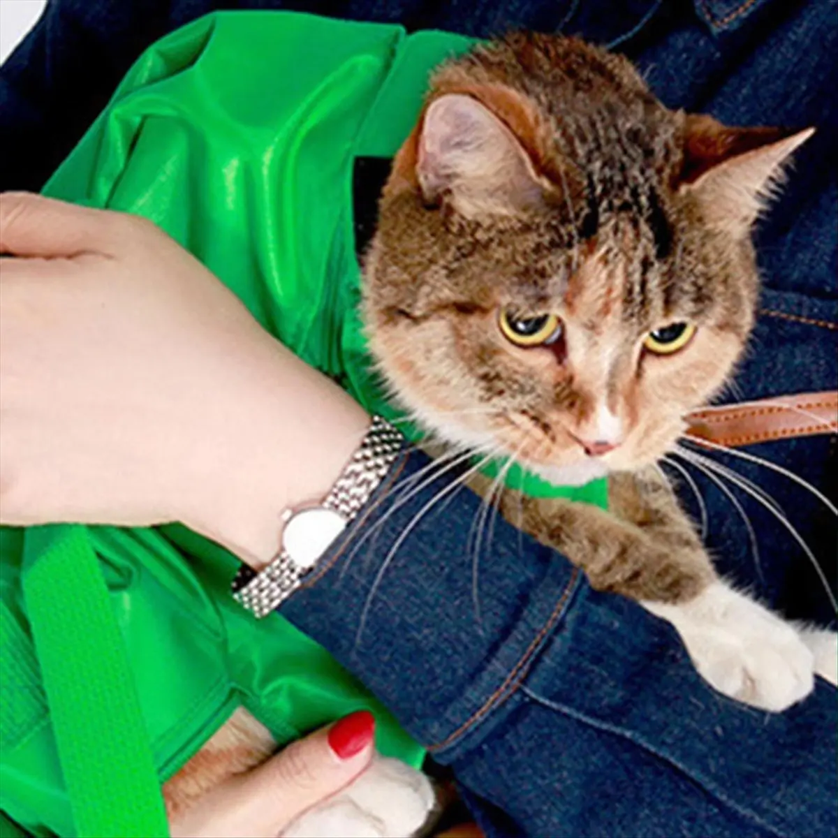 

*ABAB Cat Bag Carrier Large Carrying Bag for Cat Anti-Scratch Ergonomic Spacious Pouch Storage for Walking Vet Visit Travel