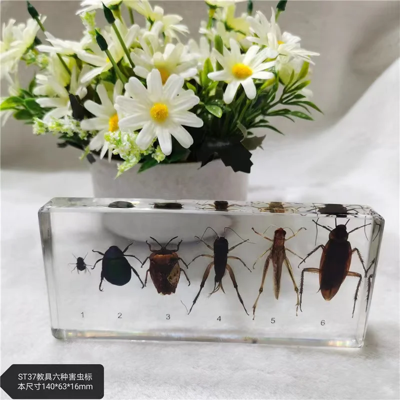 Real insect specimen kindergarten animal amber resin ornament beetle centipede scorpion spider Mantis star beetle decor