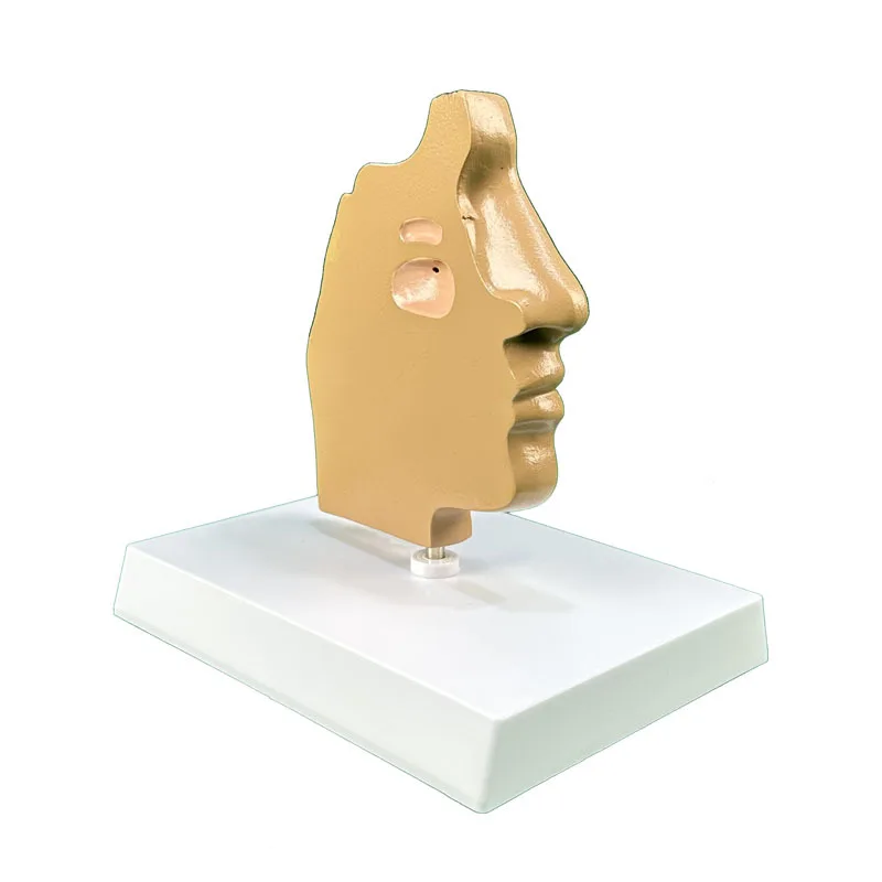 Anatomical Model Of Human Nose And Nasal Cavity Structure Medical Teaching Supplies