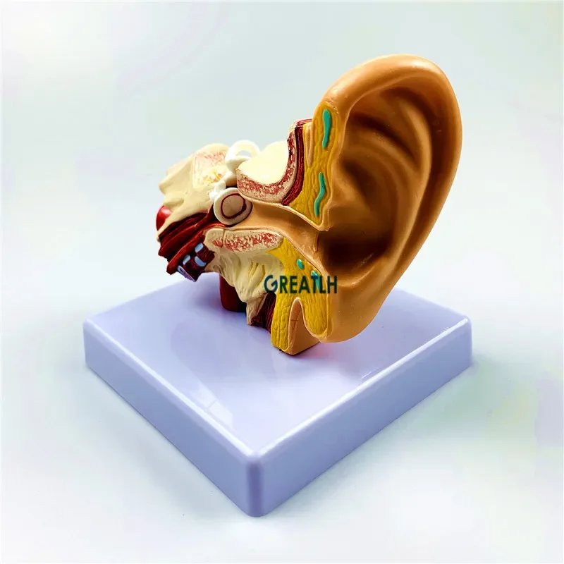 GREATLH 1.5 Times Human Ear Anatomy Model Organ Teaching Practice Learning Model