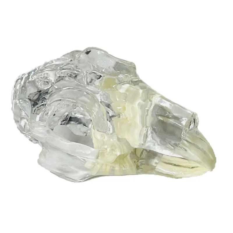 Veterinary Animal Dental Skull Model 6