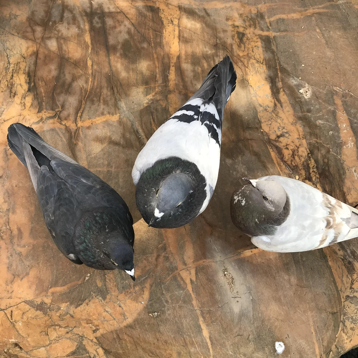 1Pcs real Taxidermy Eurasian gray pigeon Columba specimen Teaching / Decoration
