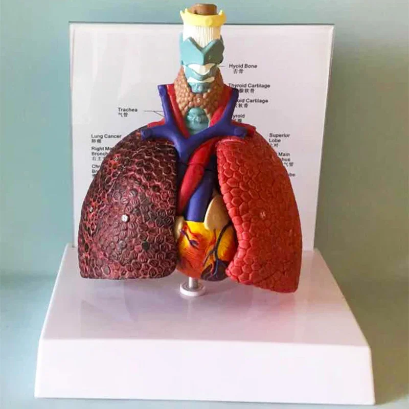 Human Anatomy Throat Heart Lung Model Larynx Trachea Lymph Node Medical Thoracic Surgery Teaching