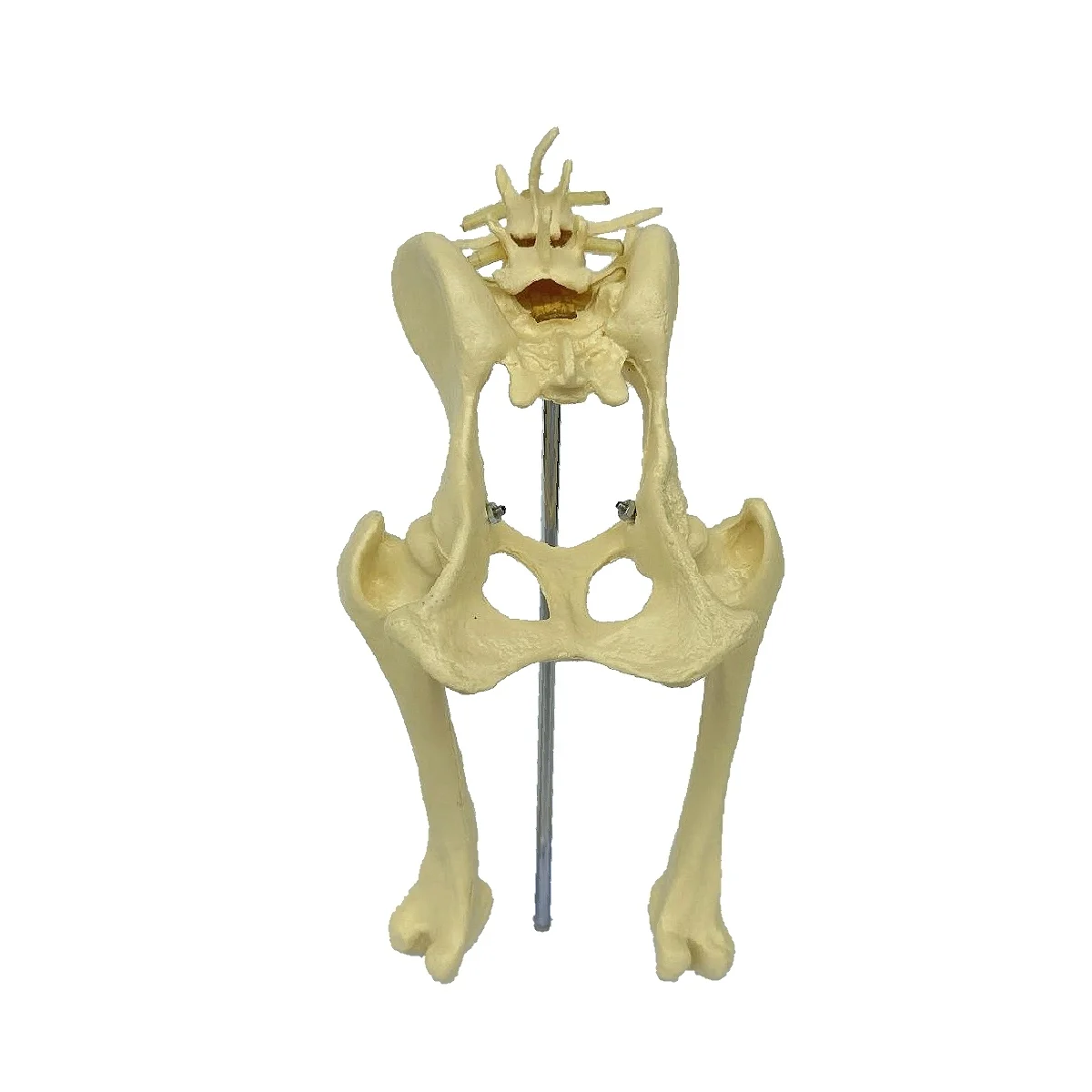 Dog Hip Joint Skeleton Model Veterinary Demonstration Skeleton Canine Lab Skeleton Anatomy Model Kit
