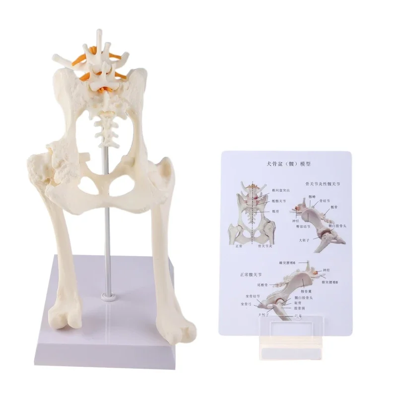 

Dog Canine Lumbar Hip Joint With Femur Model Teaching Anatomy Skeleton Display 35cm * 15cm * 11cm