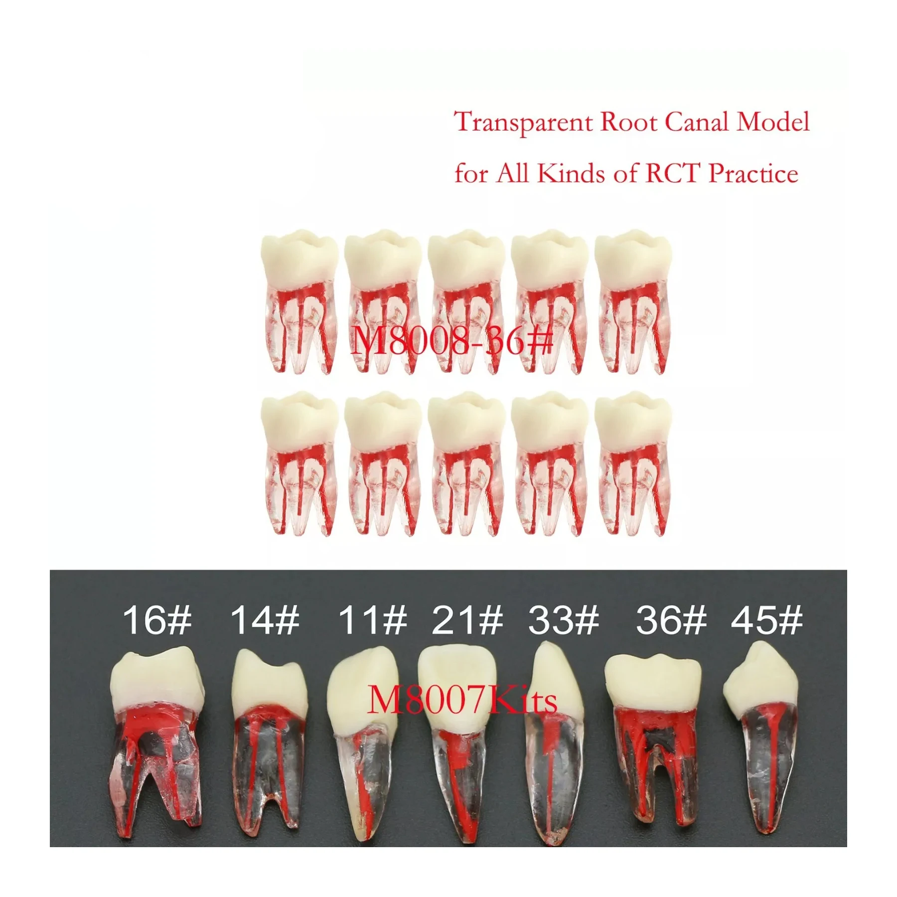 

Dental Resin Teeth Root Canal Models Transparent fits RCT/MTA Practice Study