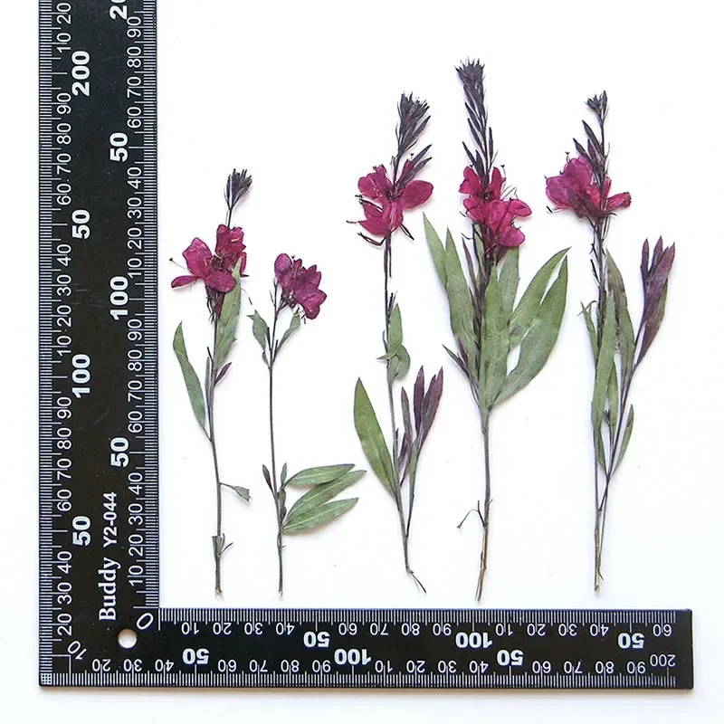 11-17CM/12,24PCS Real Natural dried pressed Gaura lindheimeri flowers Branches,Dry Press White Gaura For Epoxy Resin,Candle