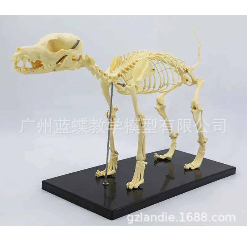 PVC Pet Animal Small Dog Skull Leg  Bones Whole Body Skeleton Veterinary Medical Teaching Model Knee Teeth