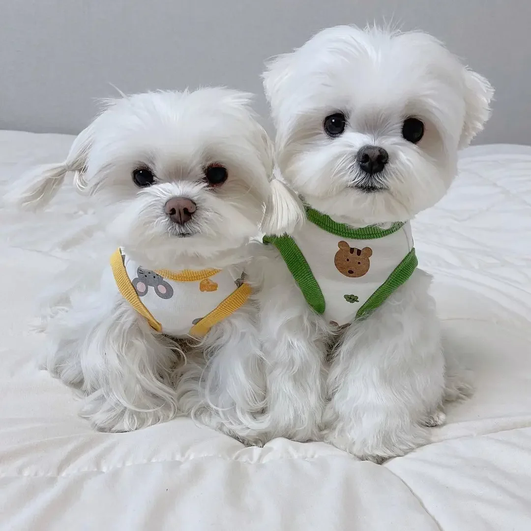 Herbst neue Haustier Bichon Hundekleidung Teddy Schnauzer Pomeranian Pudel kleiner Hund Deutsche Samt-Baumwollweste