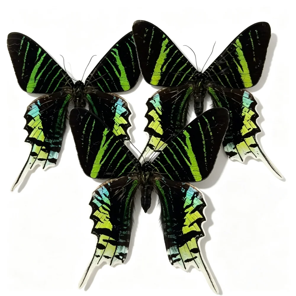 3-24pcs natural Real Butterflies Specimen (Chrysiridia rhipheus）Artwork Material Home Decoration DIY