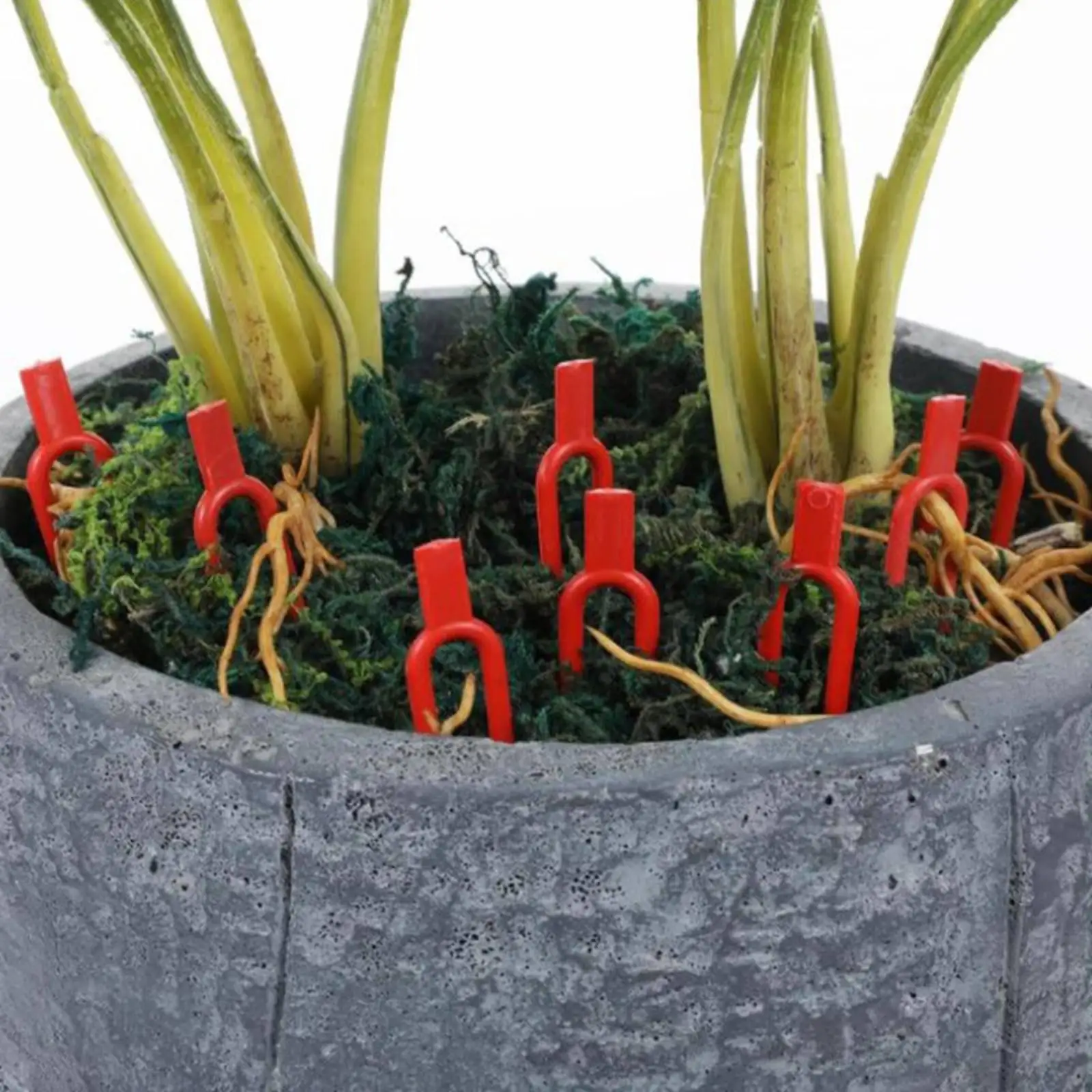 Plastic Vine Support Clip for Garden Plants U Shaped Stake with Pointed Prongs for Creeping Vines
