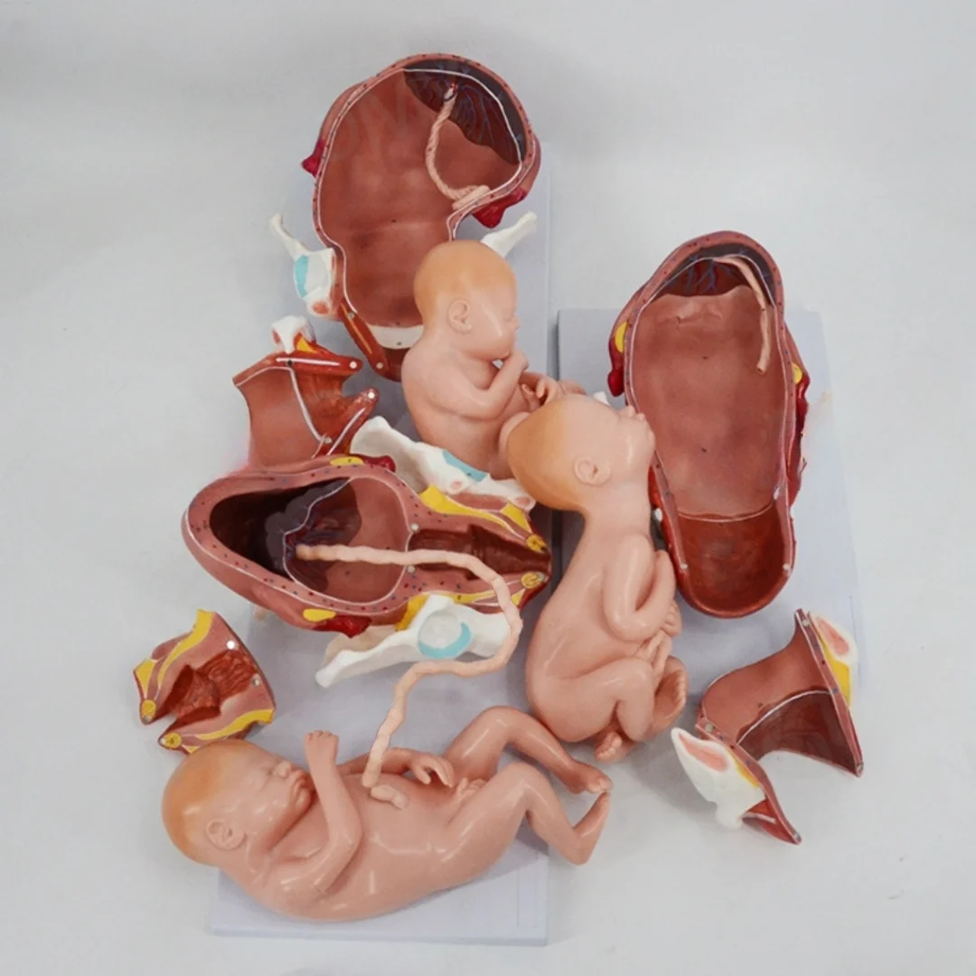 Model of Delivery Process of Full-term Fetus Medical Science Fetal Embryo Anatomia Simulator Nursing Articles Educational Teachi