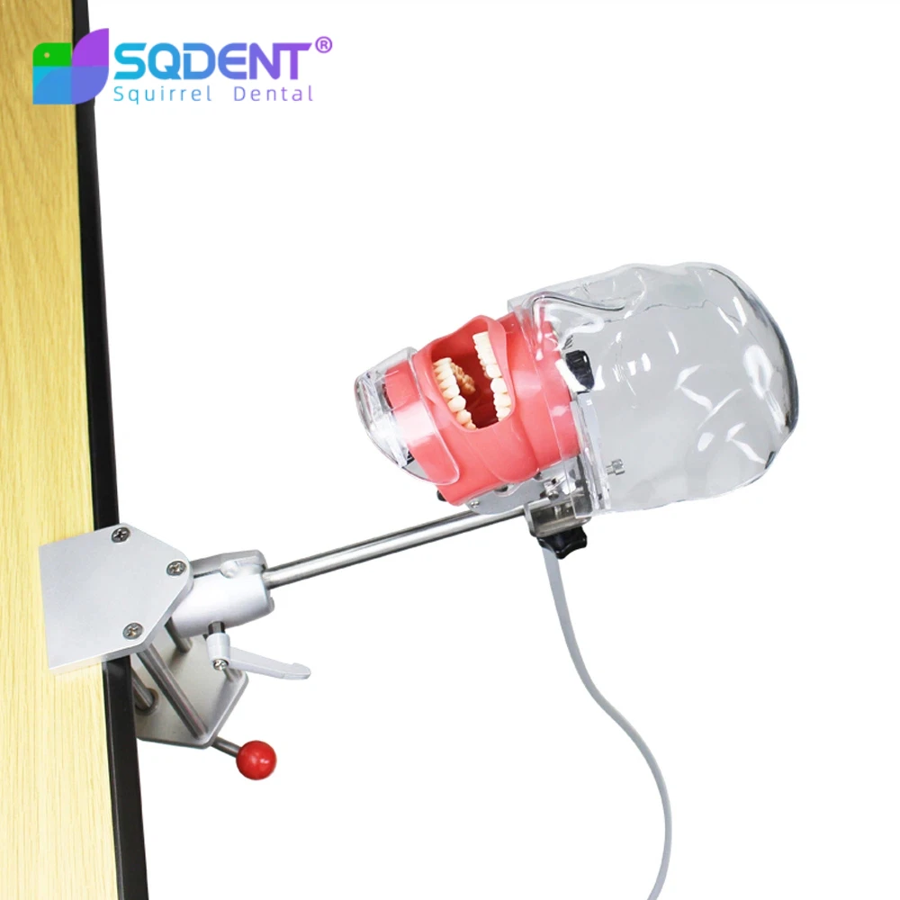 Dental Simulator Manikin Phantom With New Style Bench Mount Dental Models For Dentist Teaching Model 360-degree adjustment
