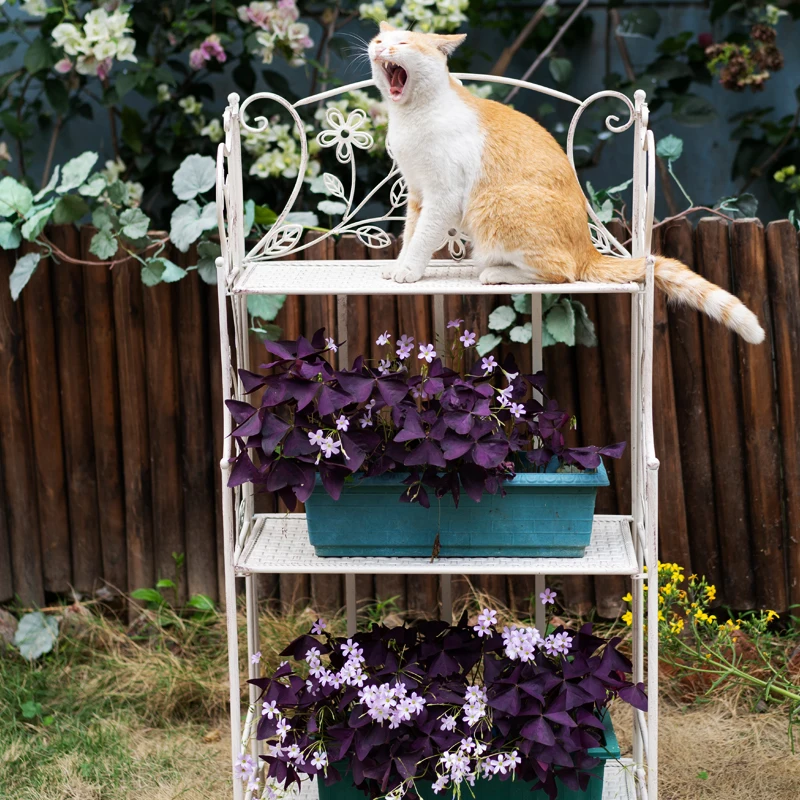 Balcony Green Rose Small Flower Bonsai Shelf Multi story Children's Book Shelf Bonsai Shelf Flower Shelf Indoor Storage