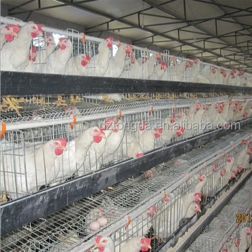 

high quality steel chicken coop for laying hens use for 12 years