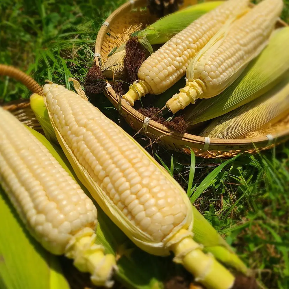 Lieche: Entdecken Sie die Welt der saisonalen Produkte und vieles mehr