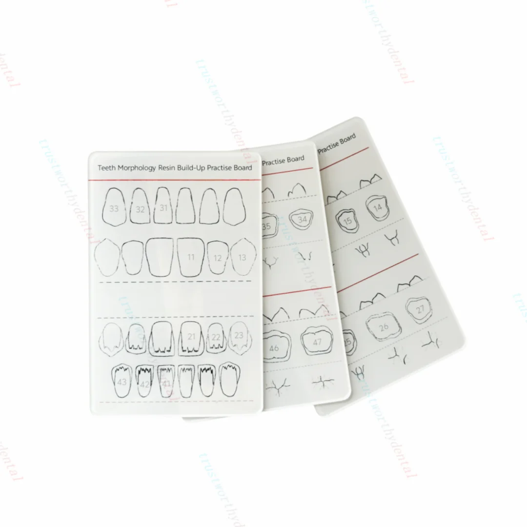 Dental Board Teeth Morphology Practice Template - White Composite Build-Up Model for Accurate Dental Training