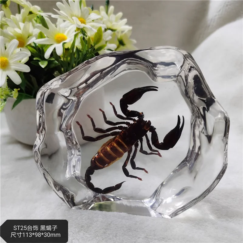 Real Insect Specimens, Resin Specimens, Small Ornaments, Home Decoration,Gift