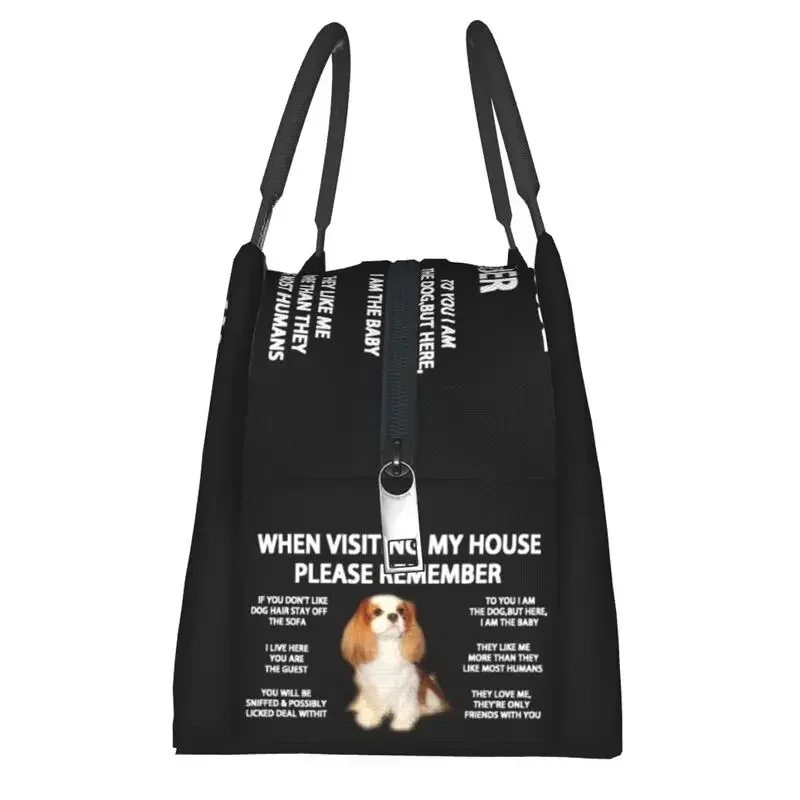 Caixa térmica de Bento para homens, adequada para piquenique ao ar livre, Cavalier King, charles Spaniel, Cão, Refrigerador reutilizável, Lunch Bags isolados