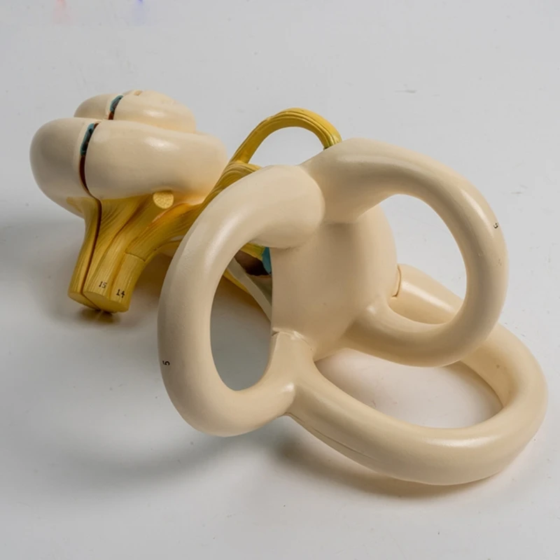Modelo anatomía interna del ampliado Modelo anatomía del oído interno humano ampliado