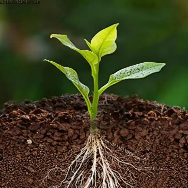 High Purity Potassium Indole-3-Butyrate Powder Root Promoting Agent Crop Flower Fruit Growth Stimulant Flower Fertilizer